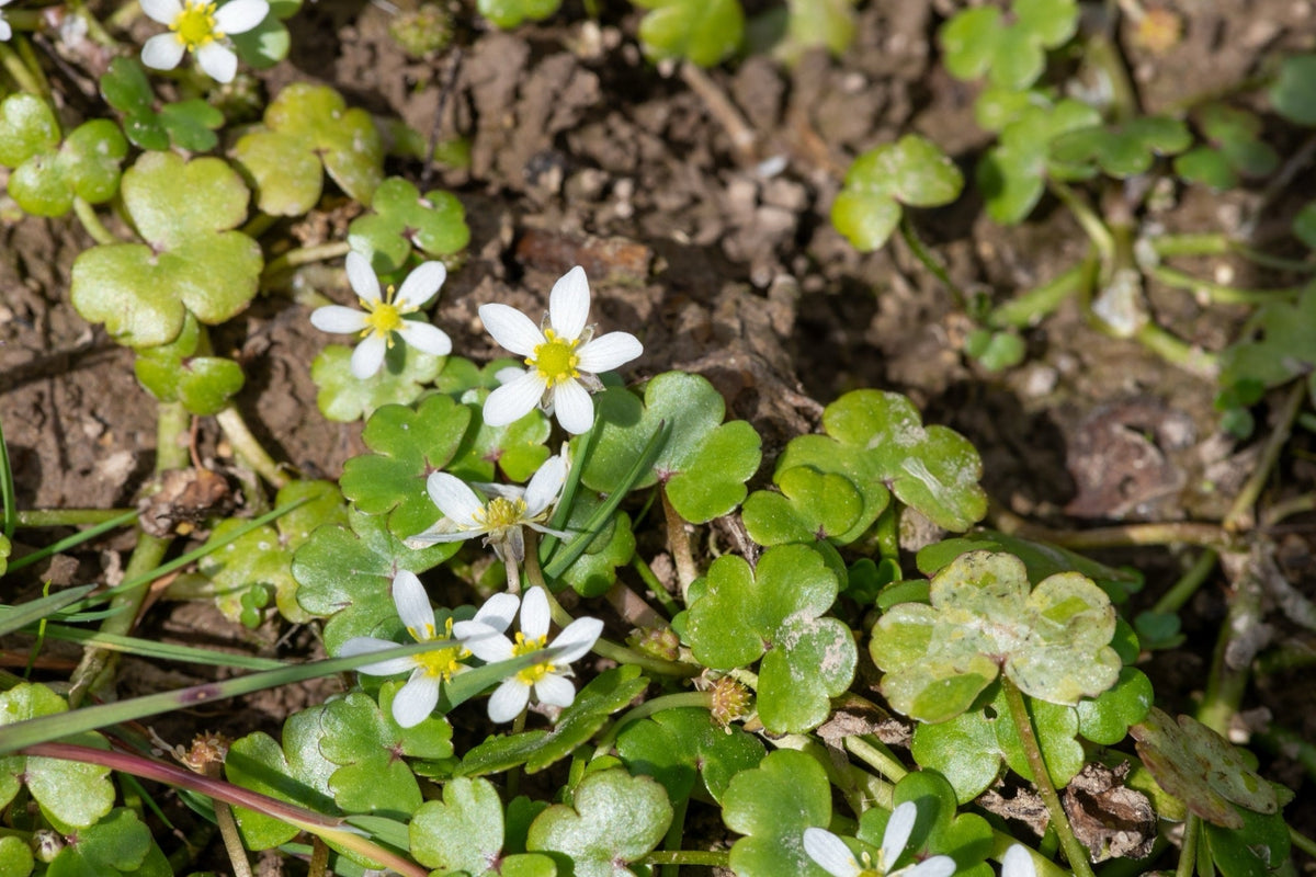 Ranunculus hederaceus
