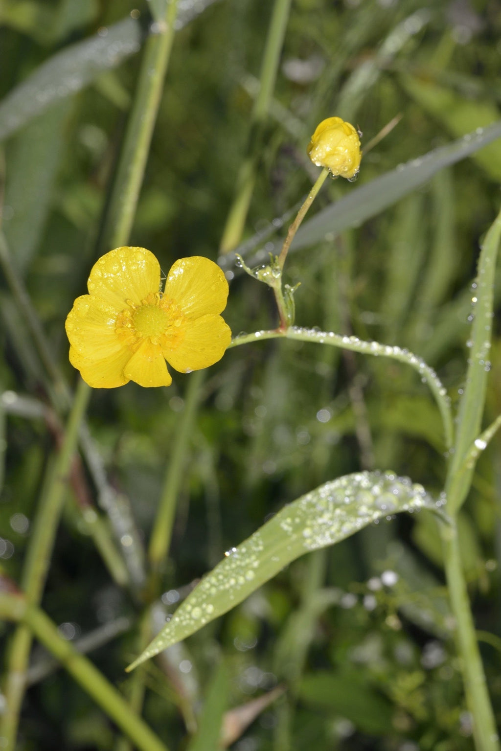 Ranunculus lingua 'Grandiflorus'