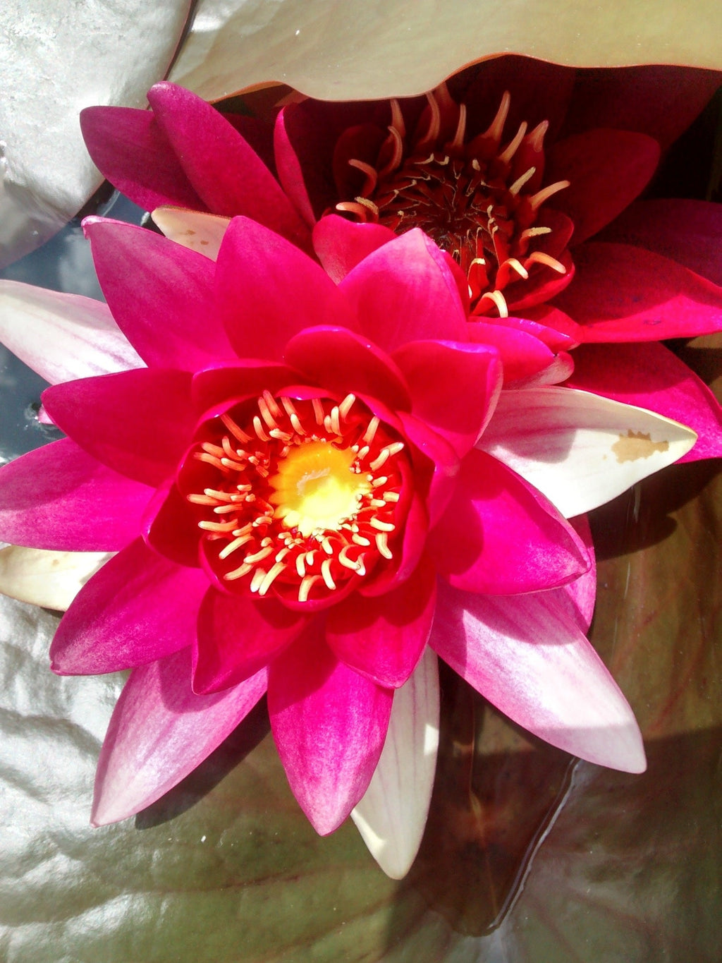 Nymphaea 'Red Spider'