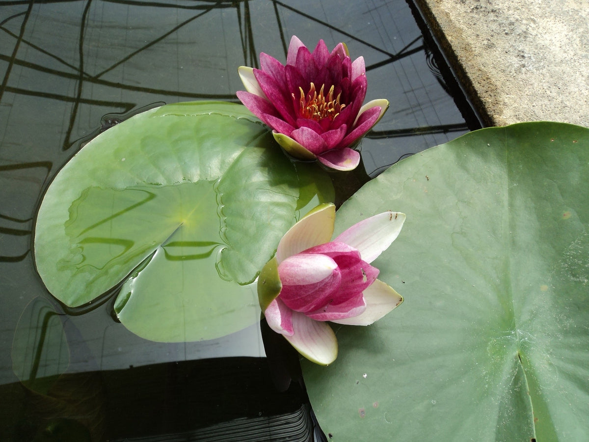 Nymphaea 'Rembrandt'