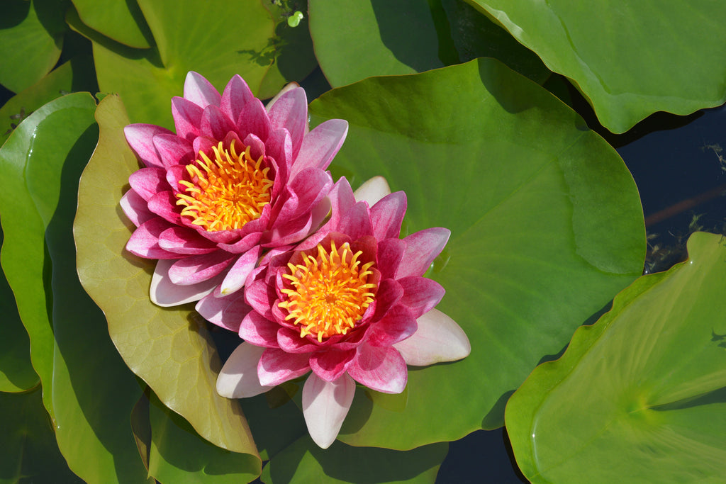 Nymphaea 'Rene Gerard'