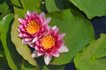 Nymphaea 'Rene Gerard'