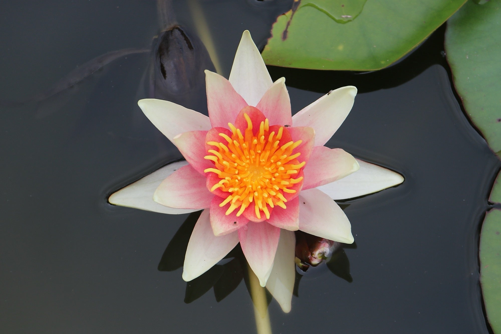 Nymphaea 'Rene Gerard'