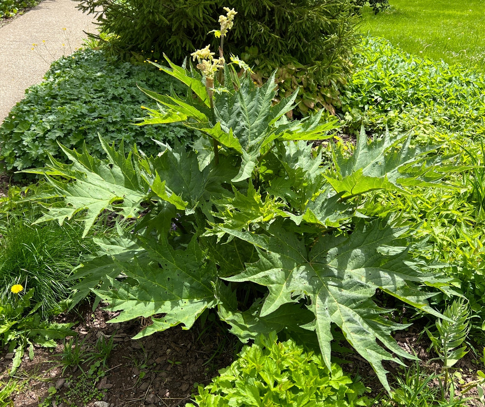 Rheum palmatum