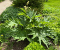 Rheum palmatum