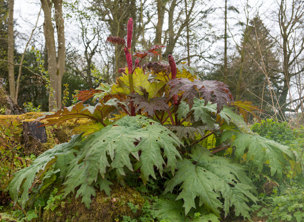 Rheum palmatum
