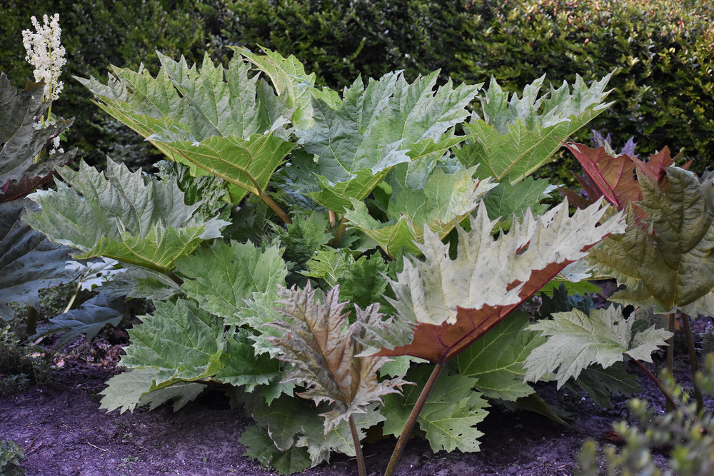 Rheum palmatum