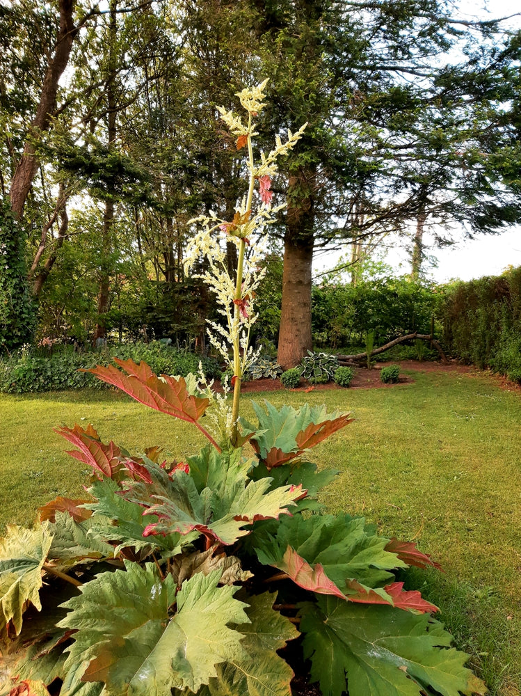 Rheum palmatum