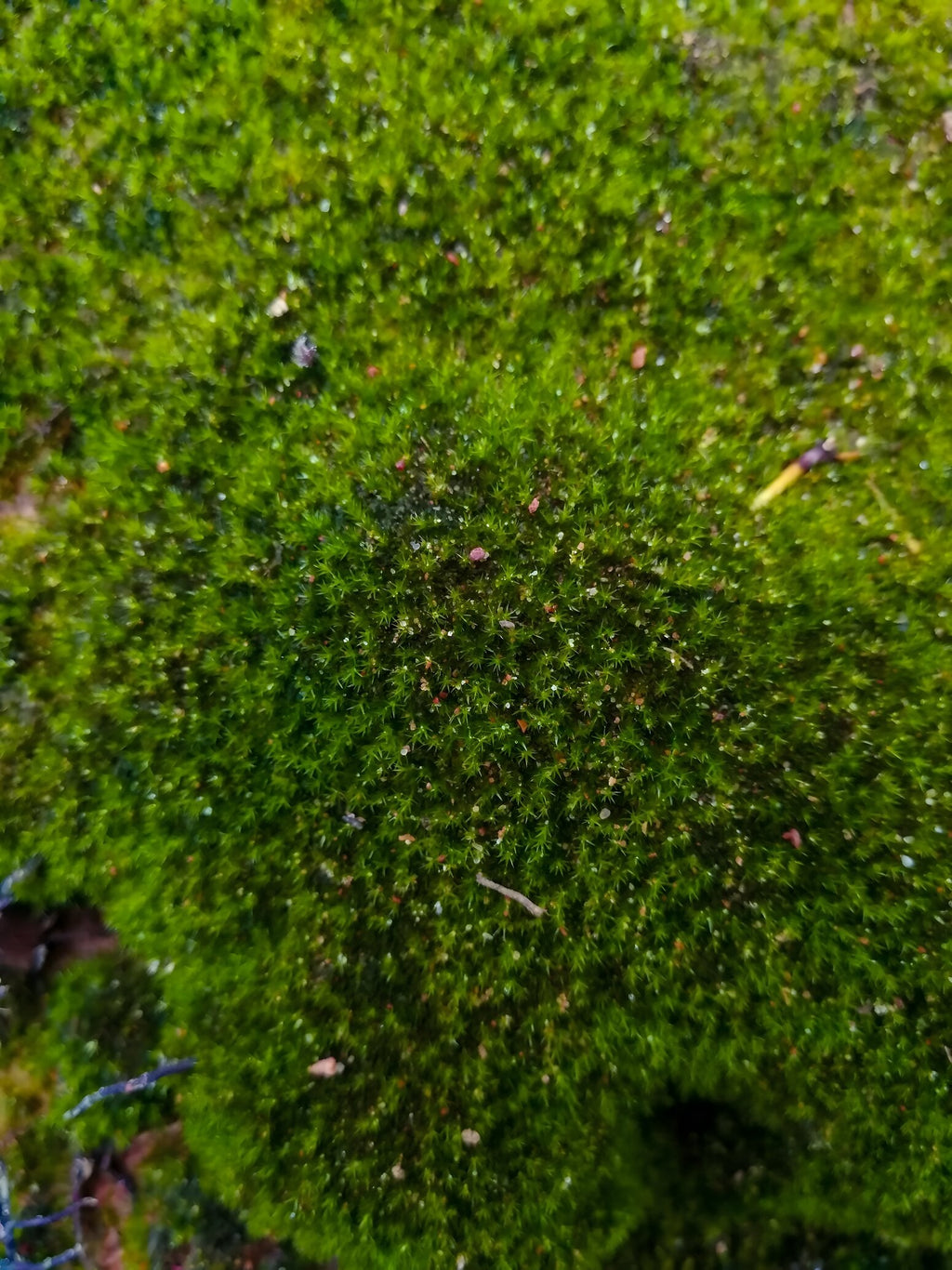 Riccardia chamedryfolia