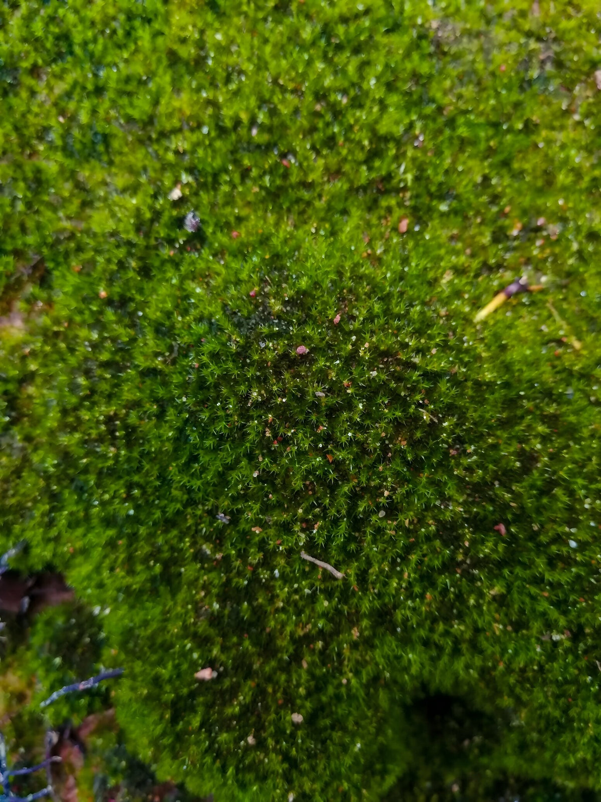 Riccardia chamedryfolia