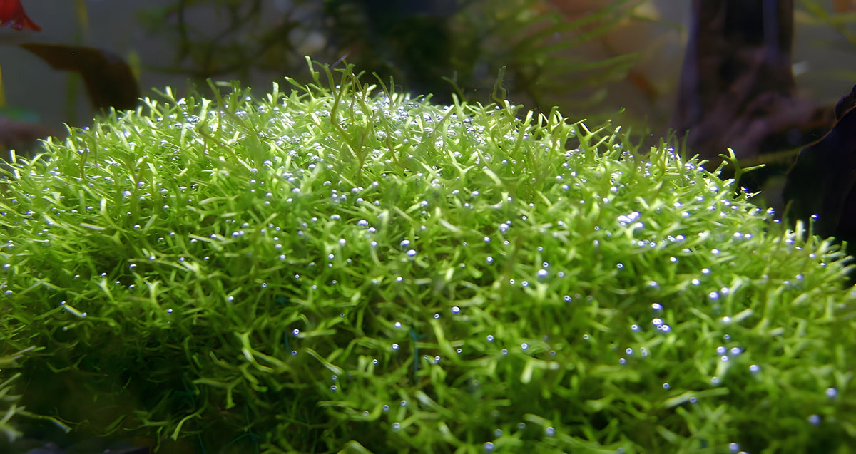 Riccia fluitans