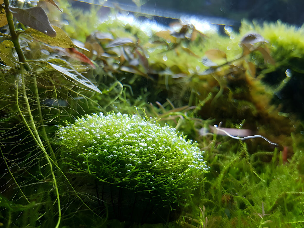 Riccia fluitans
