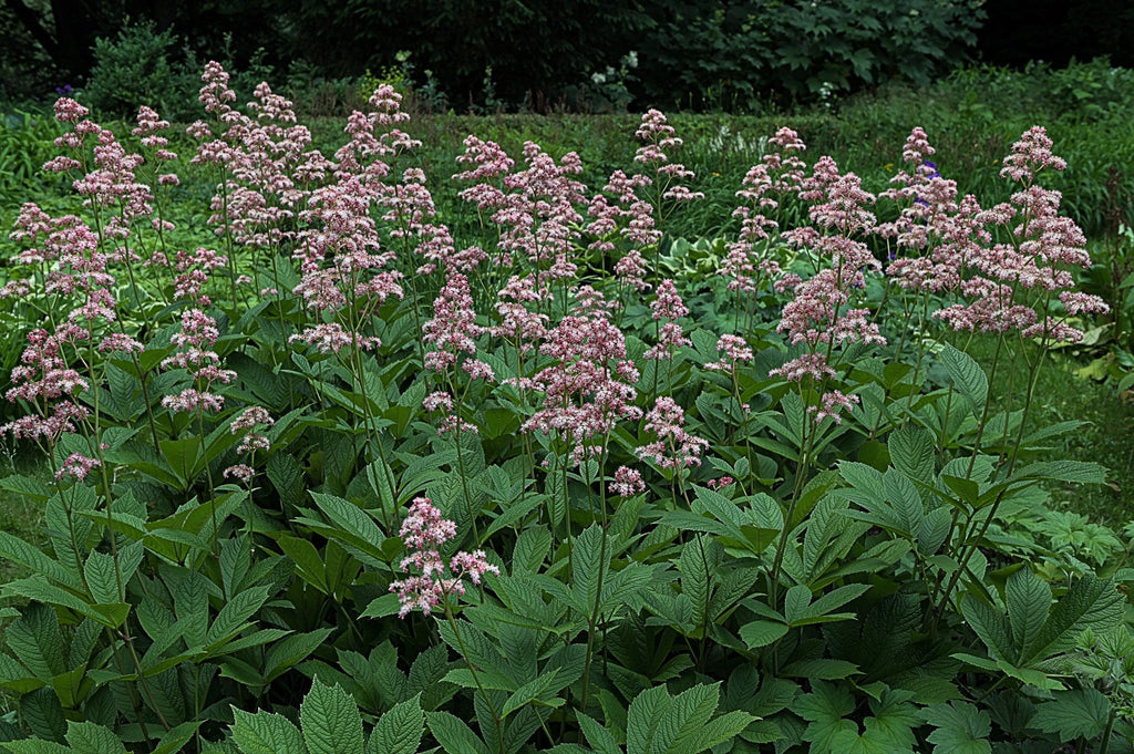 Rodgersia pinnata