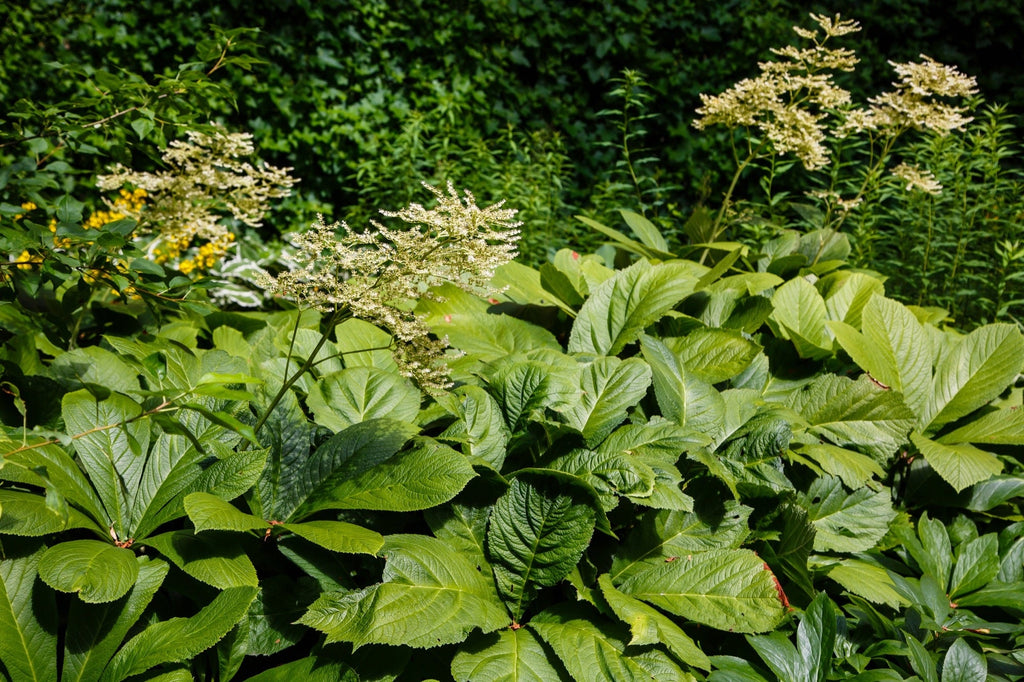 Rodgersia pinnata
