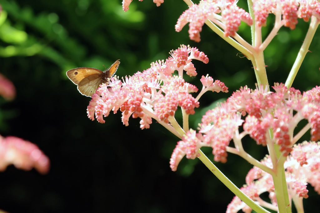 Rodgersia pinnata