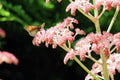 Rodgersia pinnata