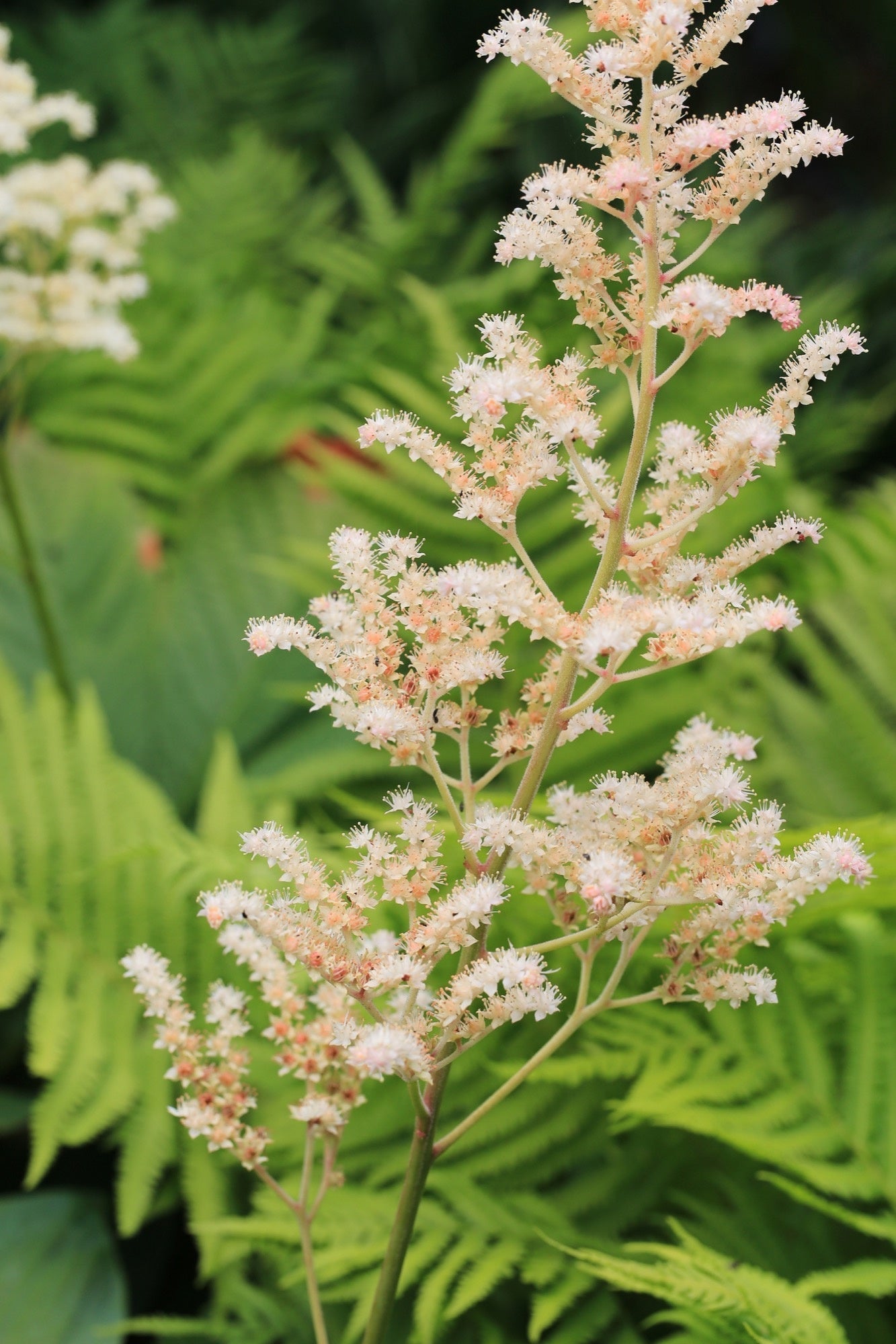 Rodgersia pinnata