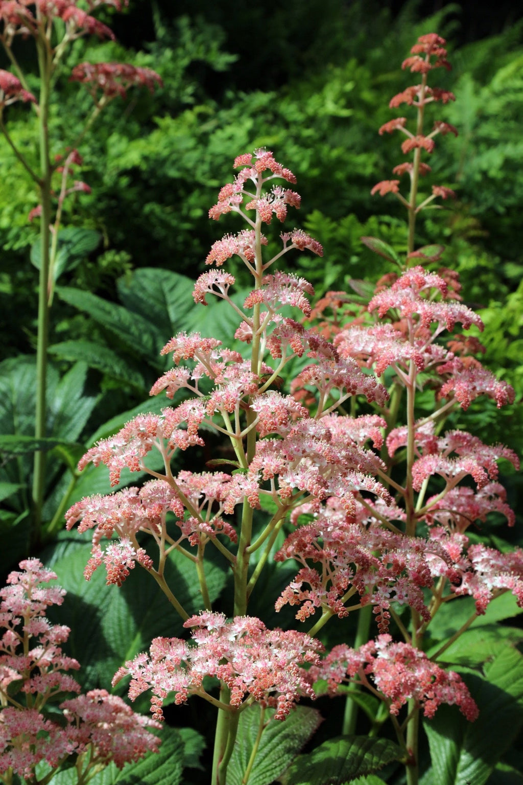 Rodgersia pinnata