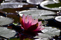 Nymphaea 'Rosanna'