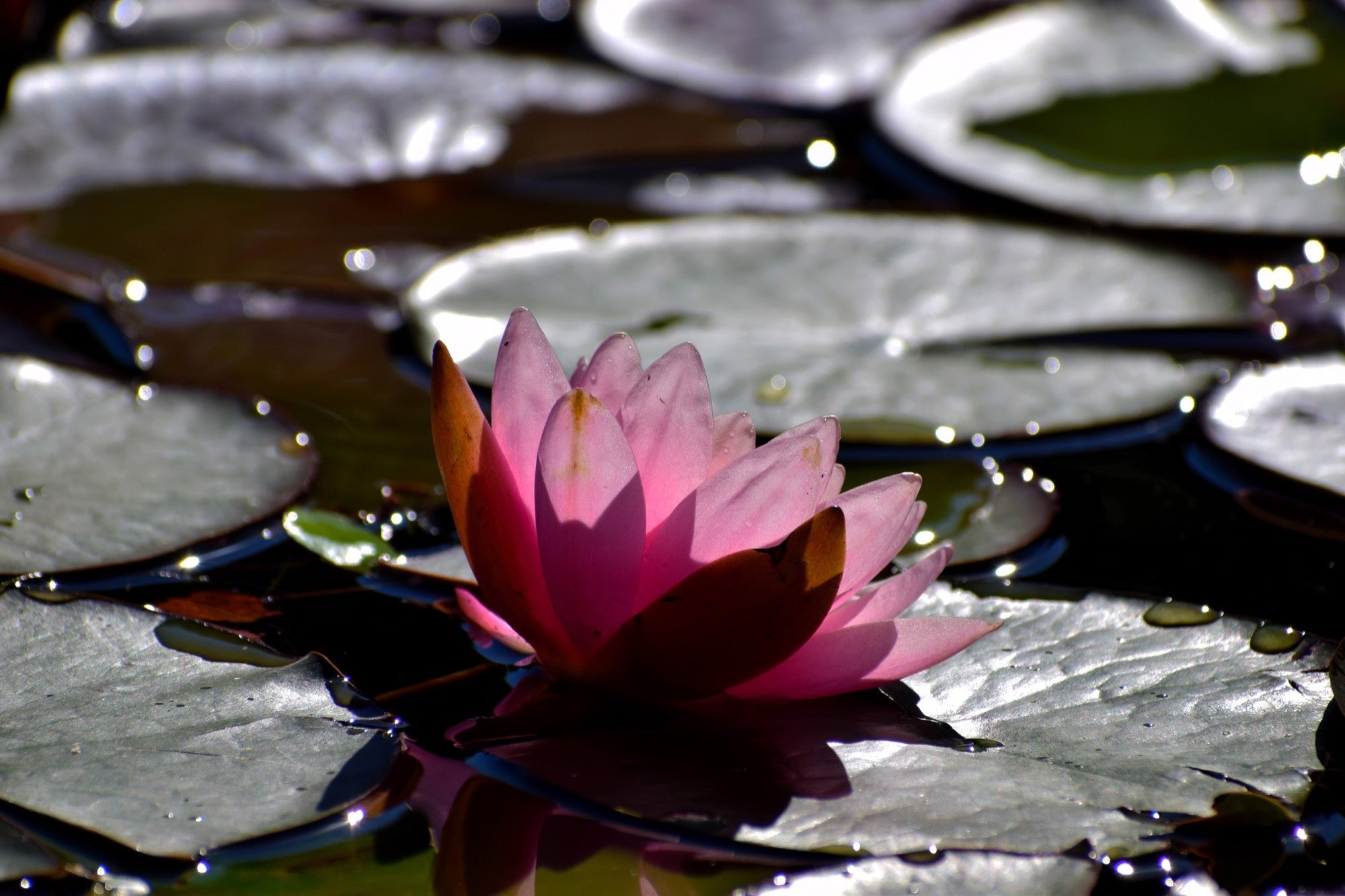 Nymphaea 'Rosanna'