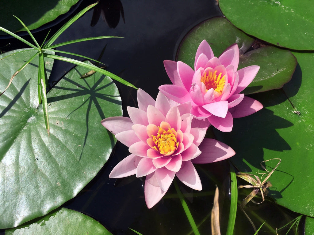 Nymphaea 'Rose Arey'