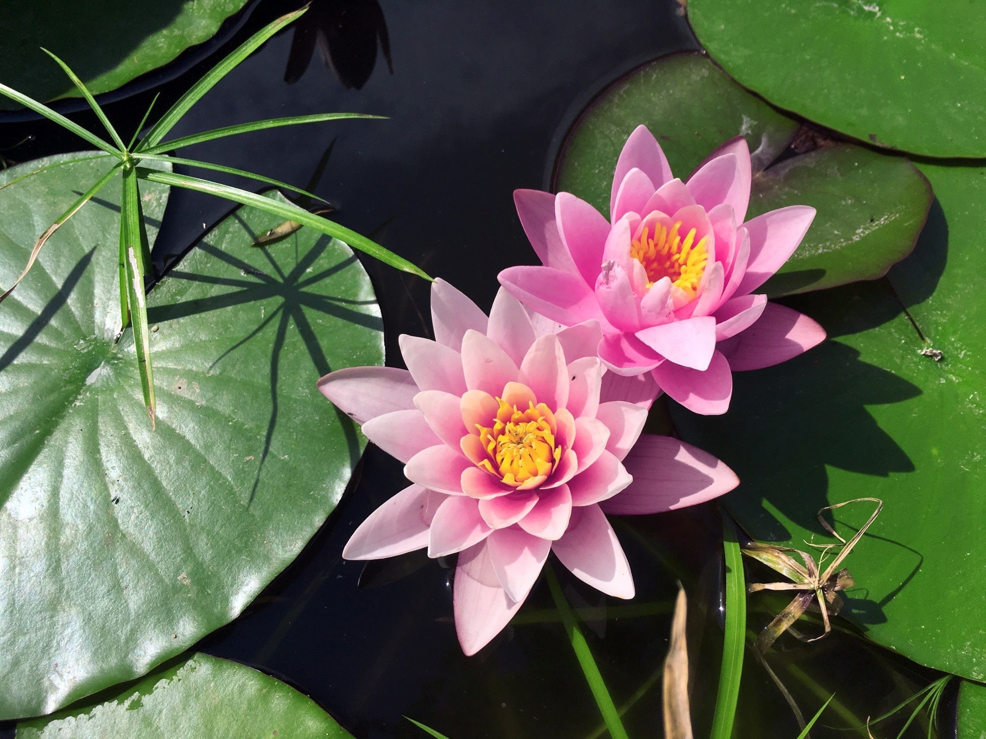Nymphaea 'Rose Arey'