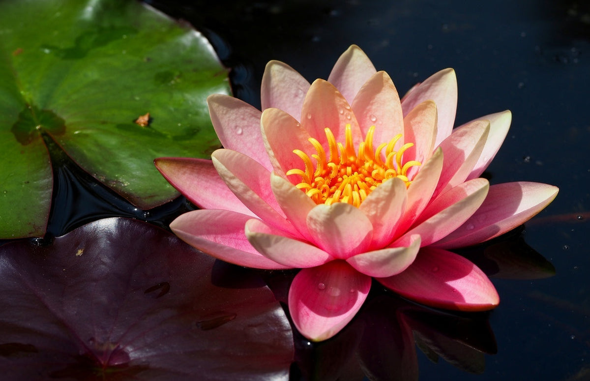 Nymphaea 'Rose Nymph'