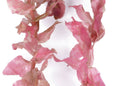 Rotala macrandra