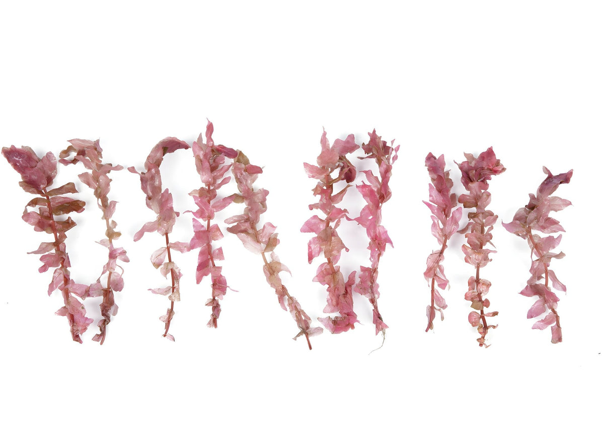 Rotala macrandra