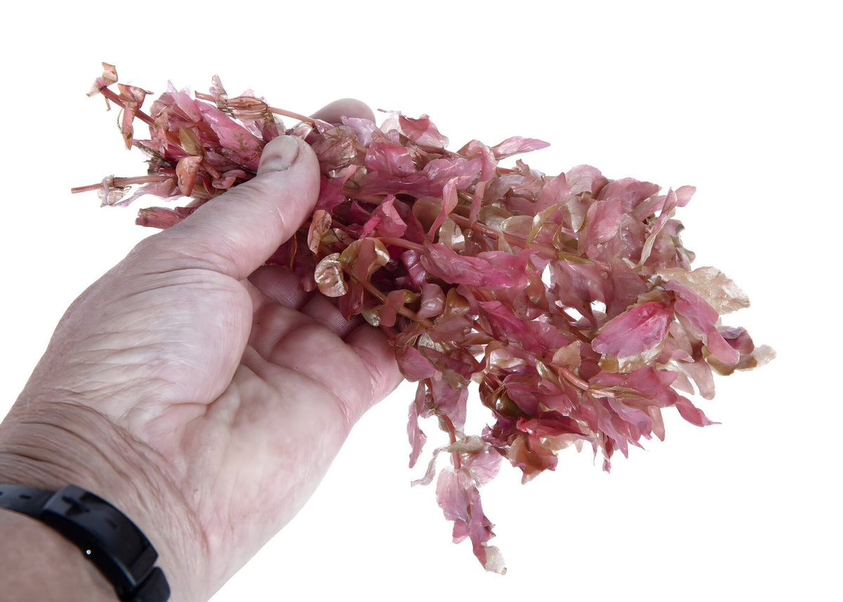 Rotala macrandra