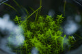 Rotala rotundifolia 'Green'