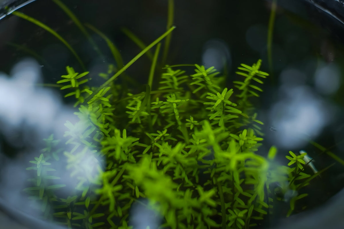 Rotala rotundifolia 'Green'