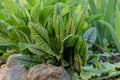 Rumex sanguineus