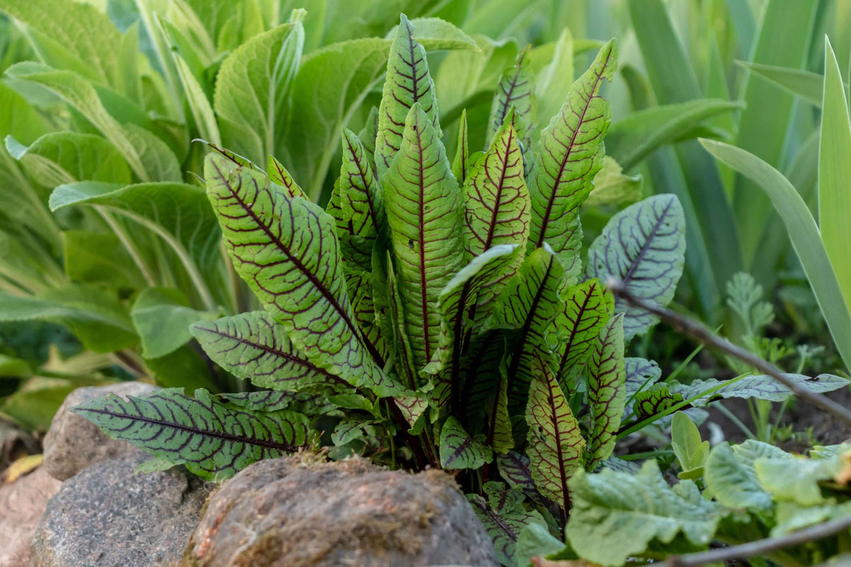 Rumex sanguineus