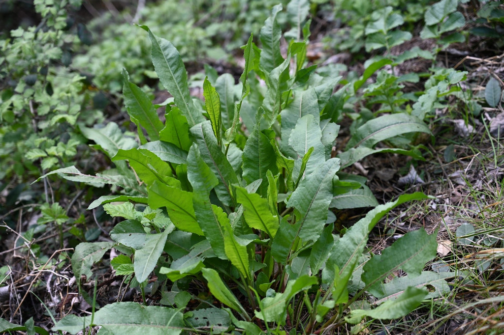 Rumex hydrolapathum