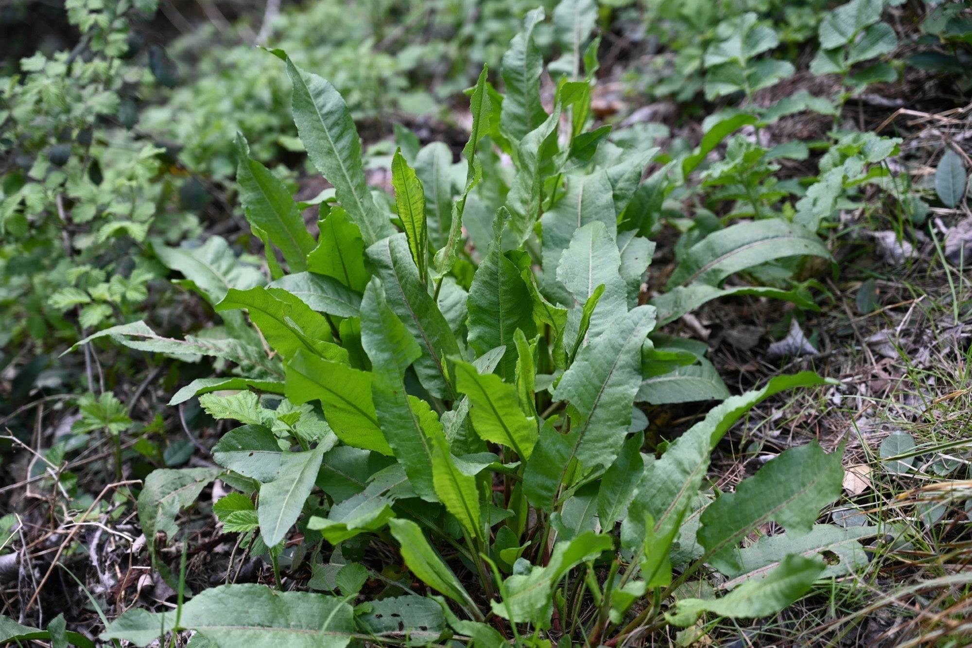 Rumex hydrolapathum