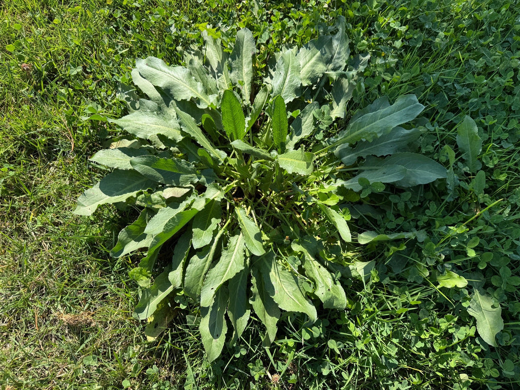 Rumex hydrolapathum
