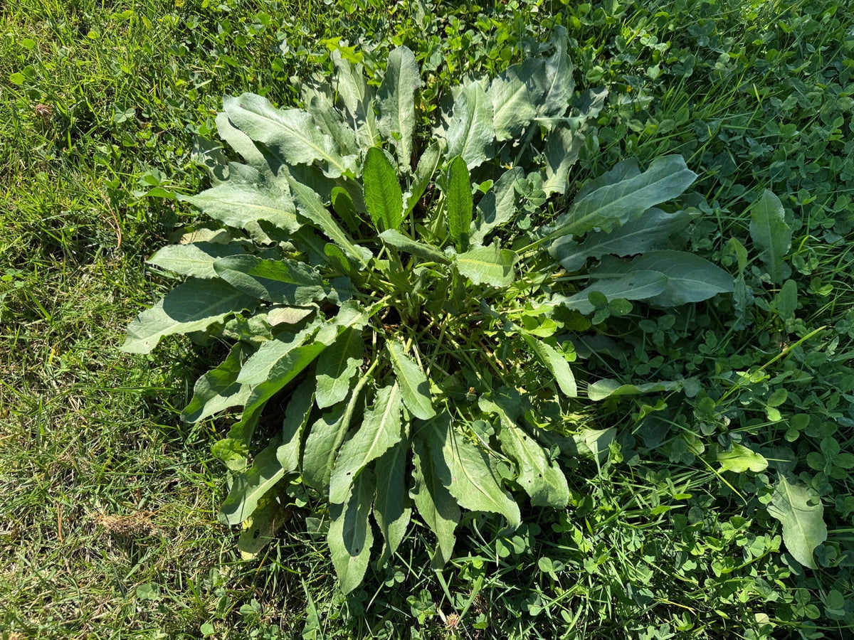 Rumex hydrolapathum