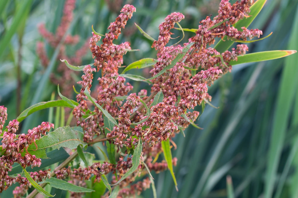 Rumex hydrolapathum