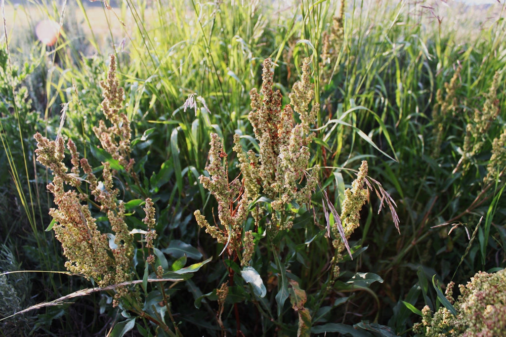 Rumex hydrolapathum