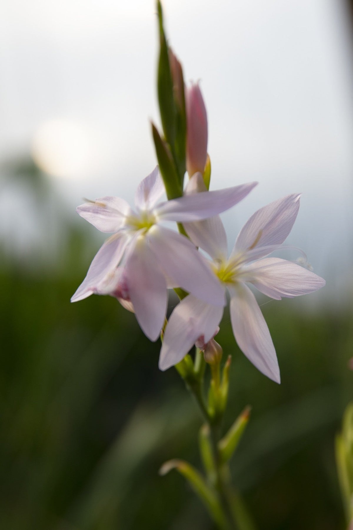 Schizostylis coccinea 'Alba'