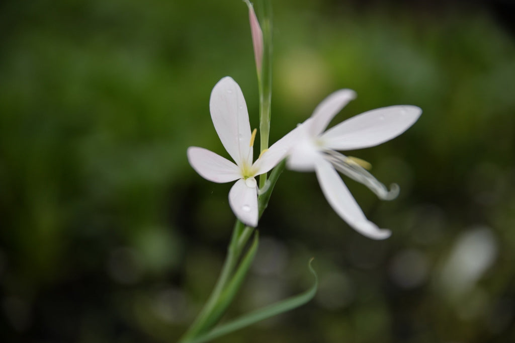 Schizostylis coccinea 'Alba'