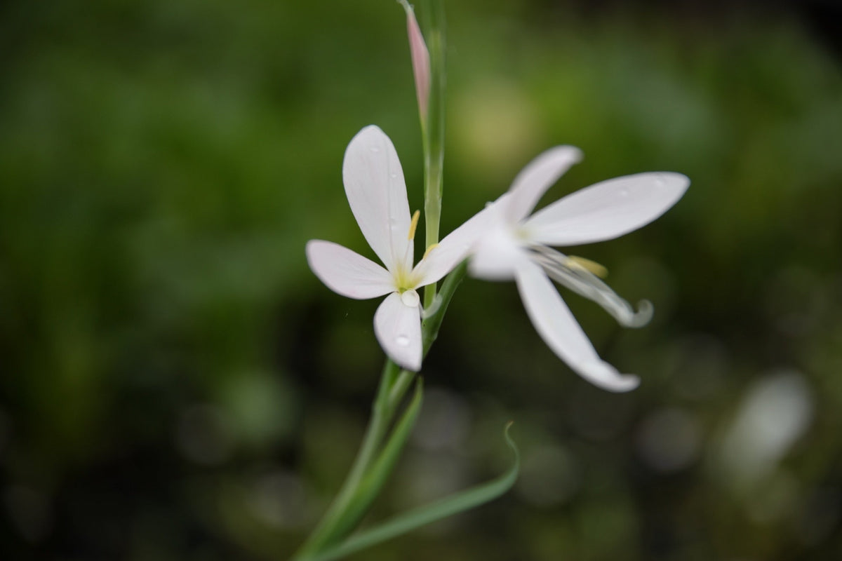 Schizostylis coccinea 'Alba'