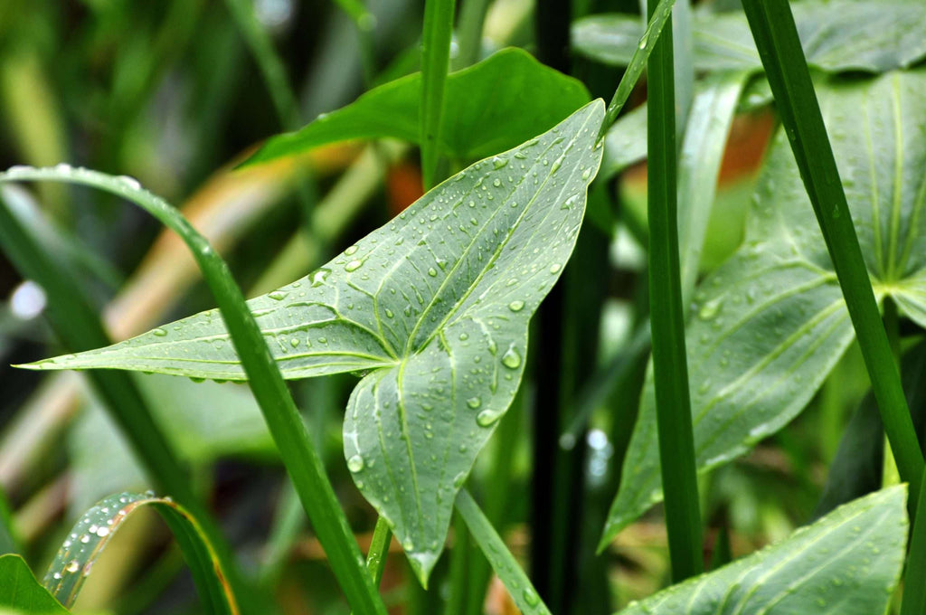 Sagittaria latifolia