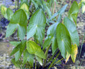 Sagittaria sagittifolia