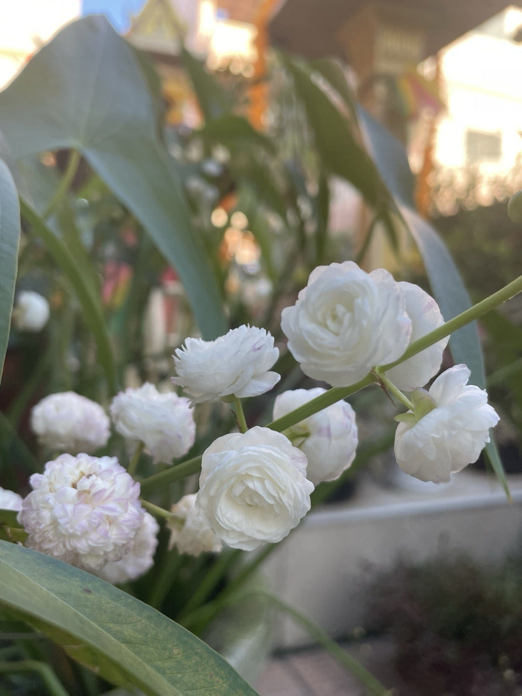 Sagittaria japonica 'Flore Pleno'