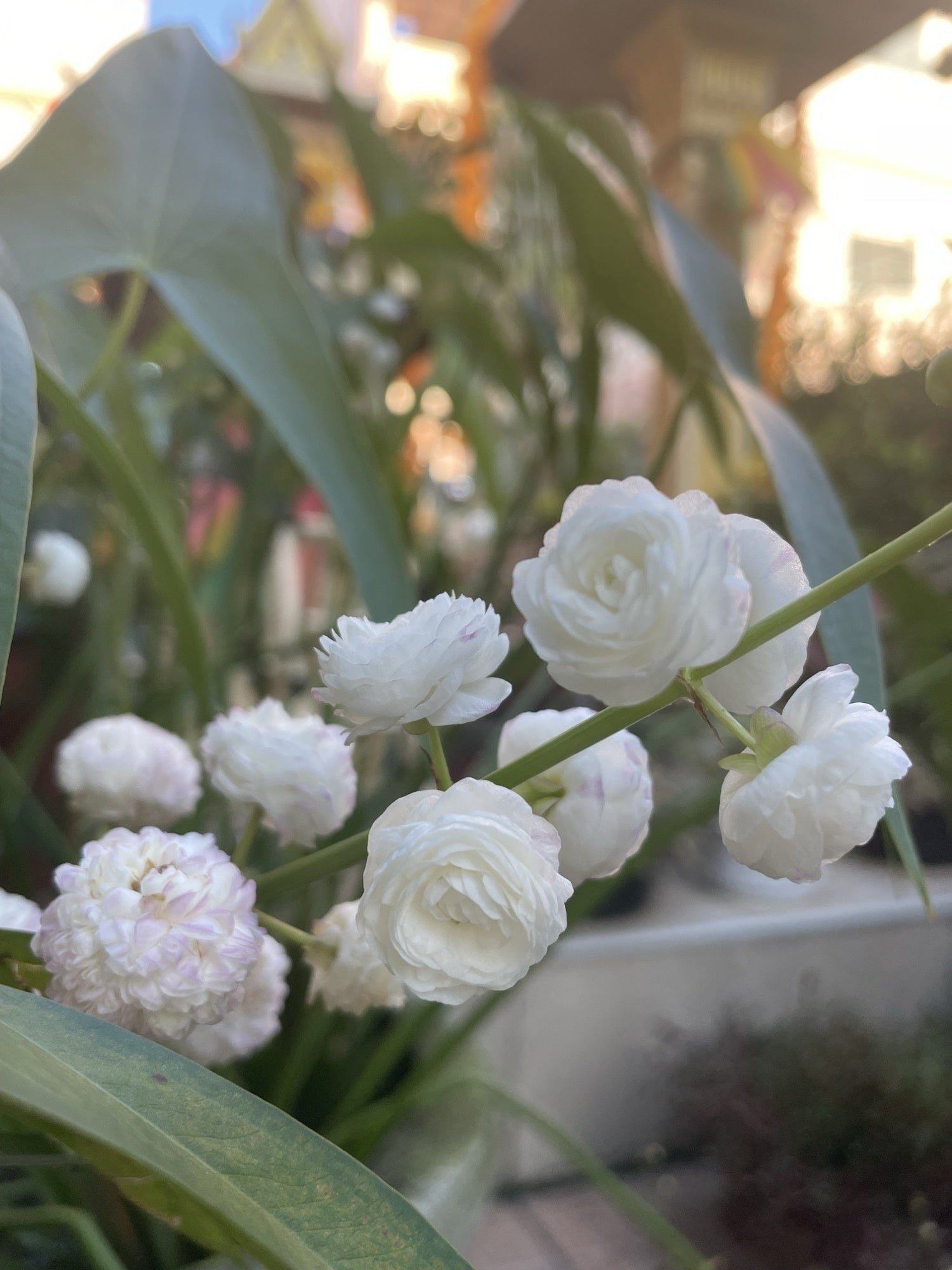 Sagittaria japonica 'Flore Pleno'