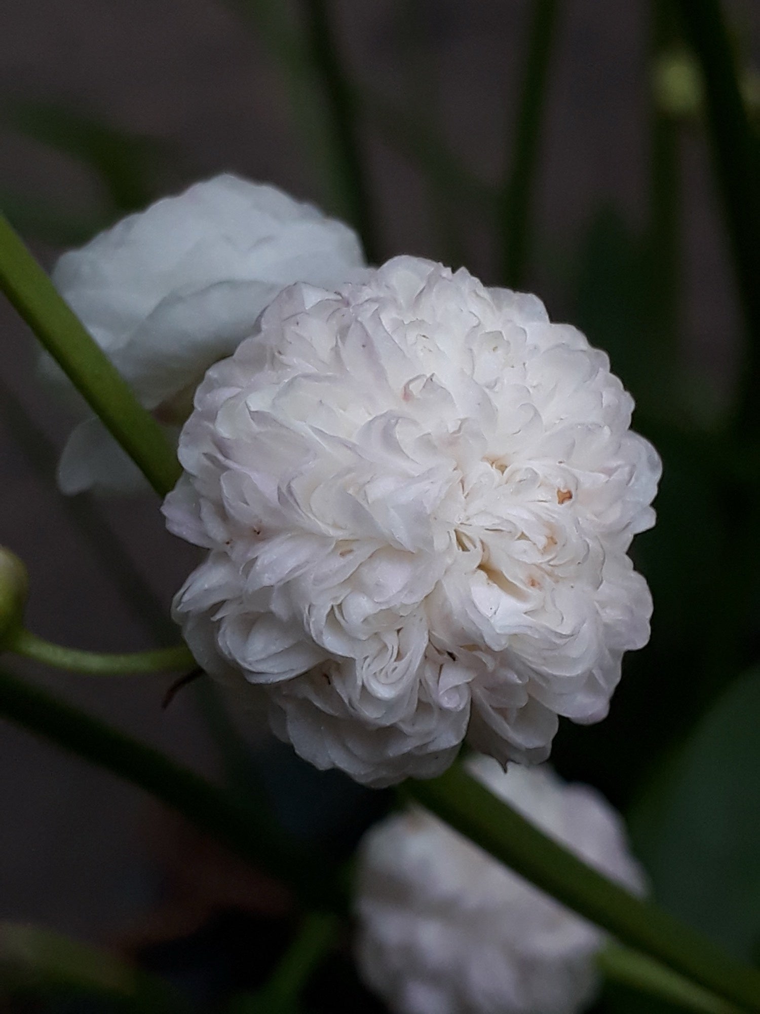 Sagittaria japonica 'Flore Pleno'