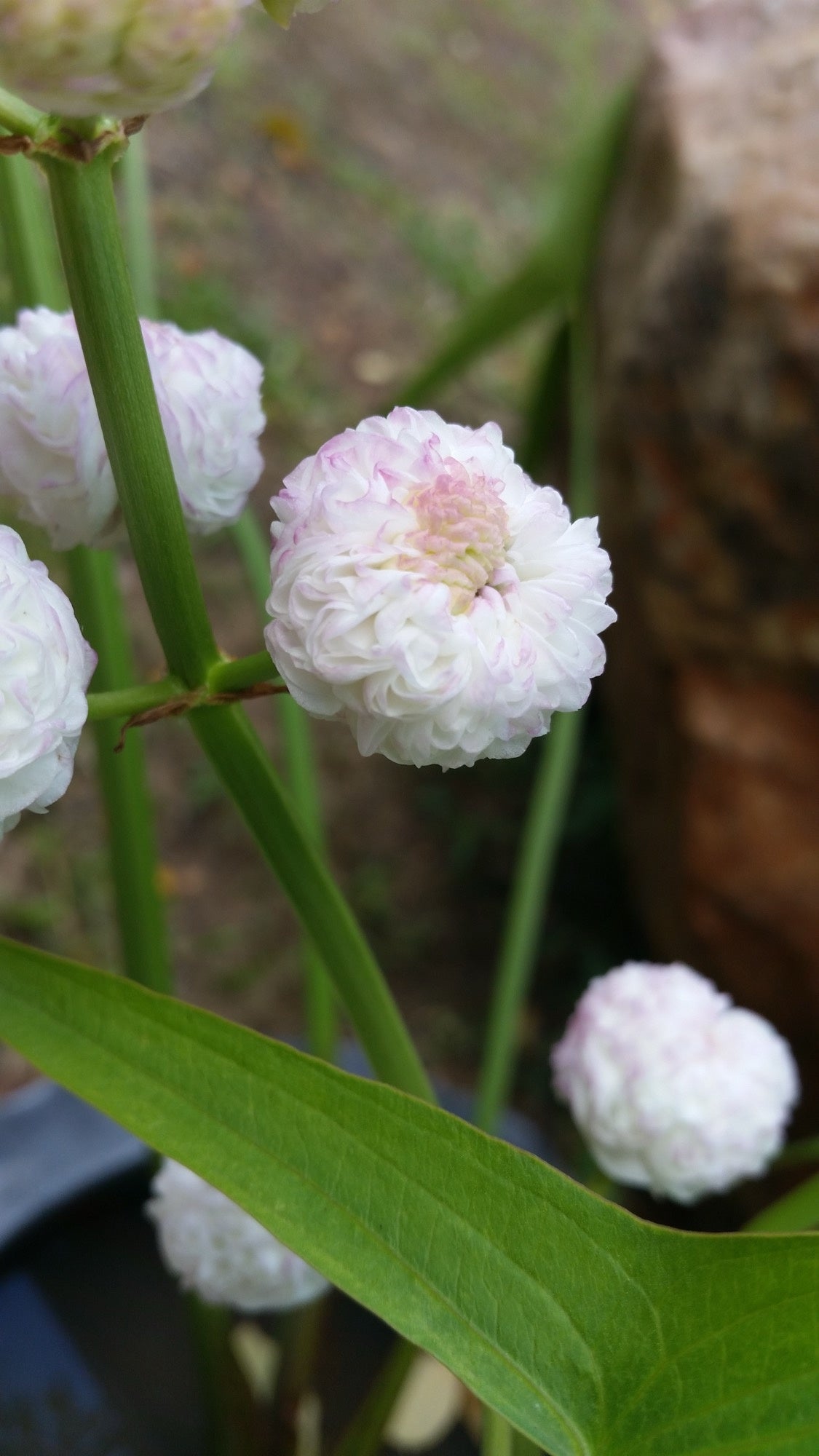 Sagittaria japonica 'Flore Pleno'