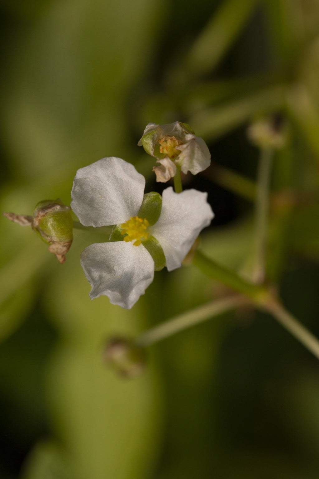 Sagittaria 'Crushed ice'